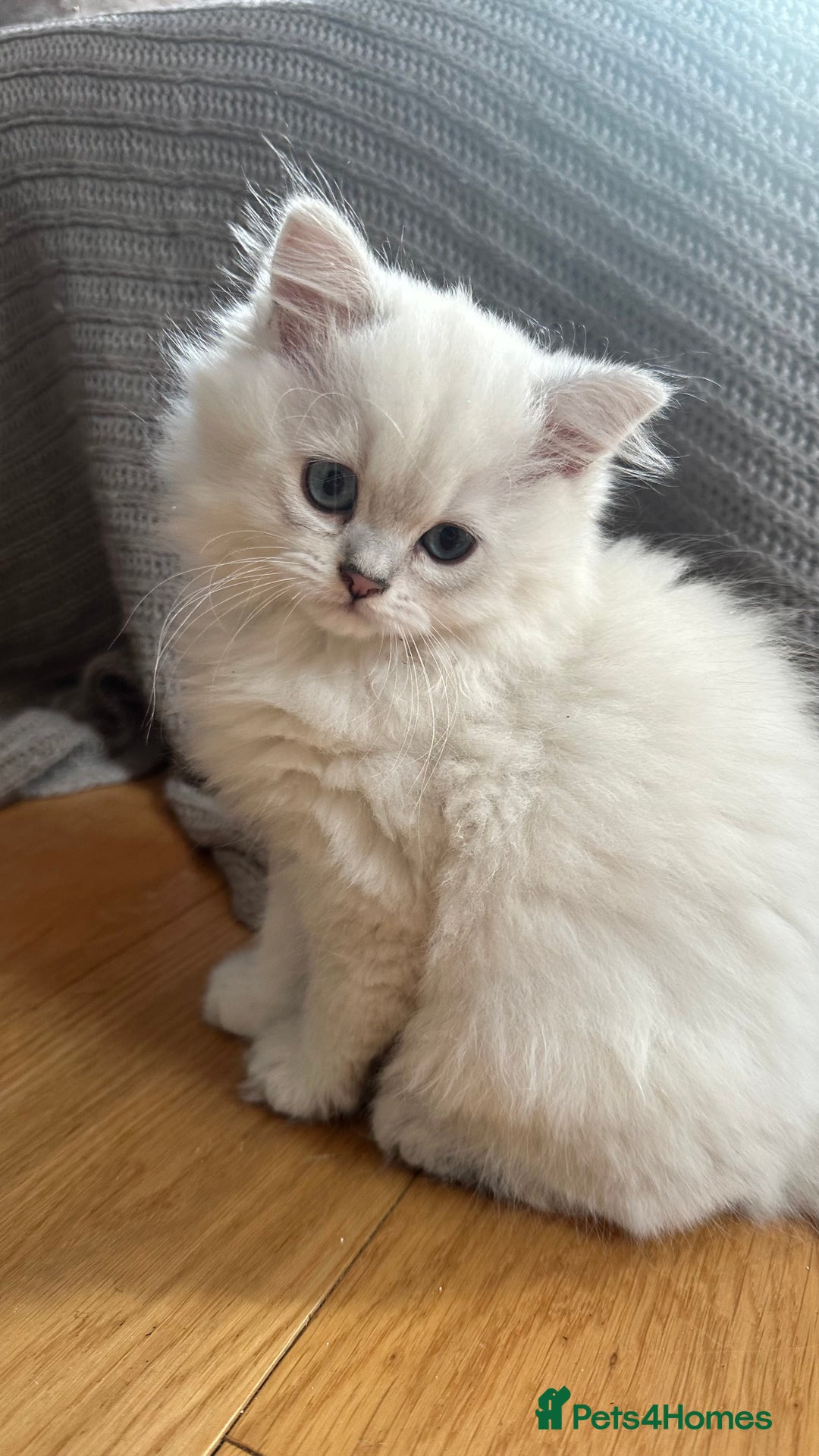 British Longhair cats for sale: GCCF Female BRITISH LONGHAIR - Image 3