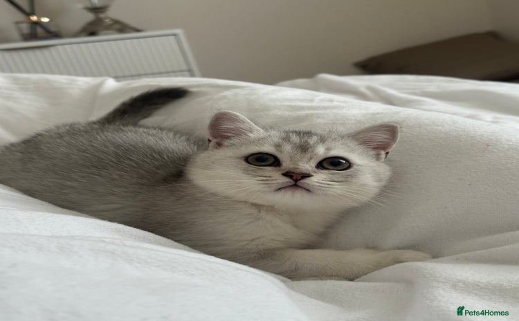 Scottish Fold cats - Advert 2