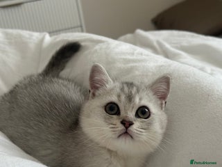 Scottish Fold cats - Advert 4