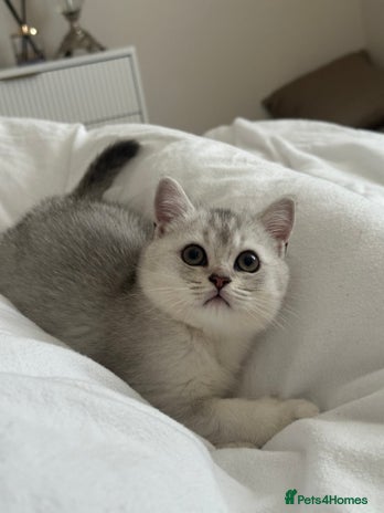 Scottish Fold cats - Advert 2