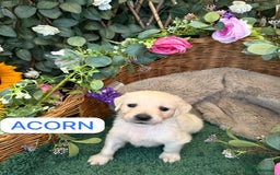 Golden Retriever dogs for sale: Stunning Golden Retriever puppies 🐾 - Image 10