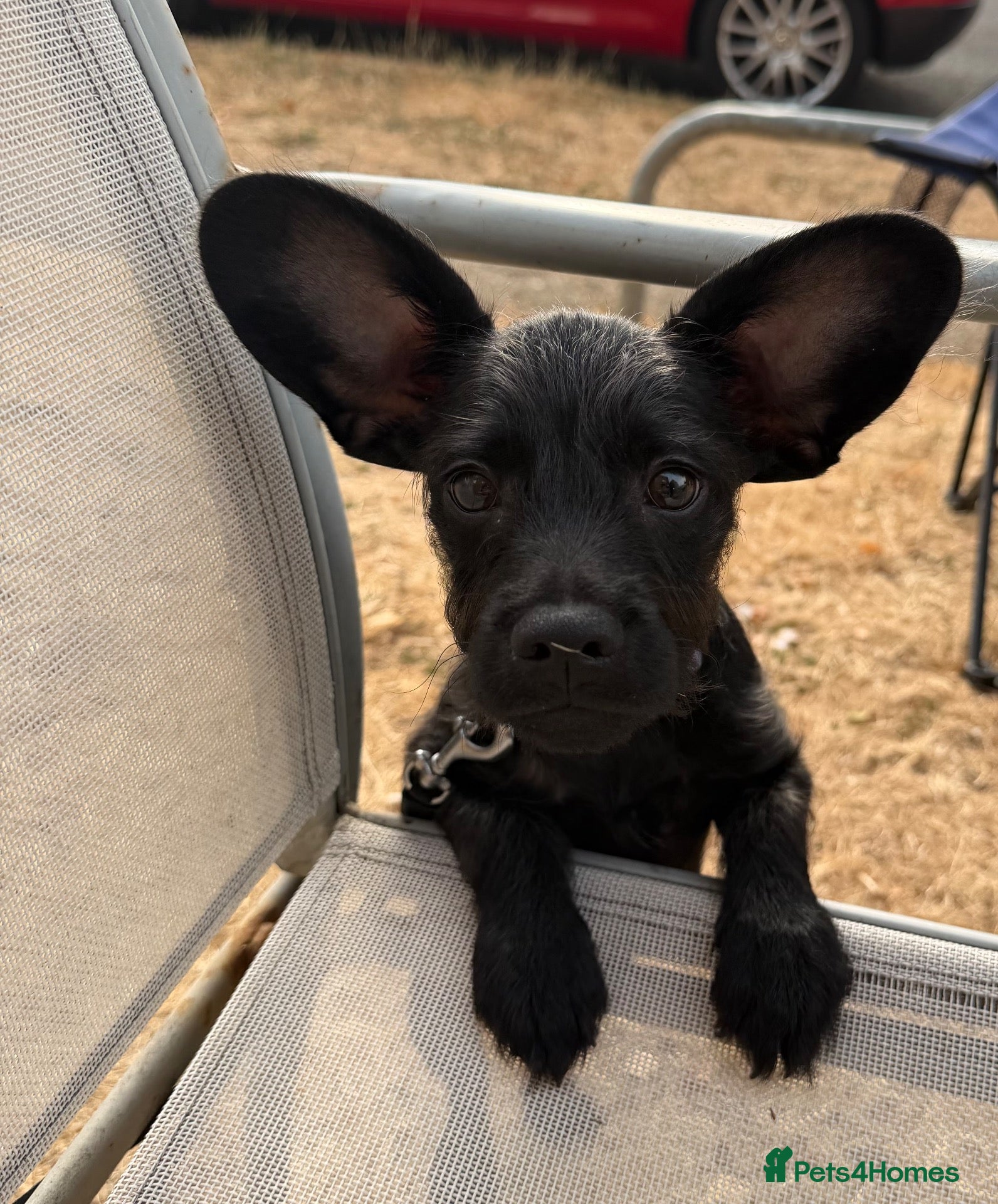 Mixed Breed dogs Puppy for sale - Advert 5