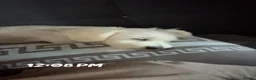 Maltese dogs for stud: maltese for stud  - Advert 3