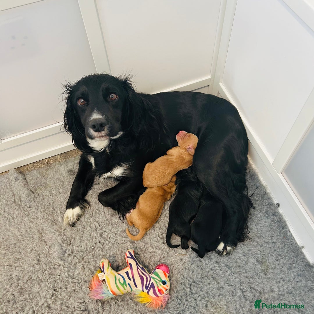 Cocker Spaniel dogs for sale: Working Cocker Spaniel Puppies  - Image 1