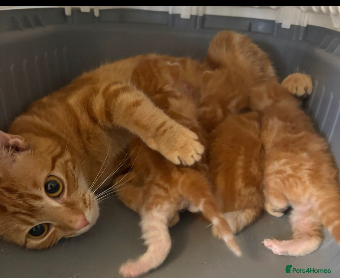 Mixed Breed cats Female ginger kittens - Advert 1