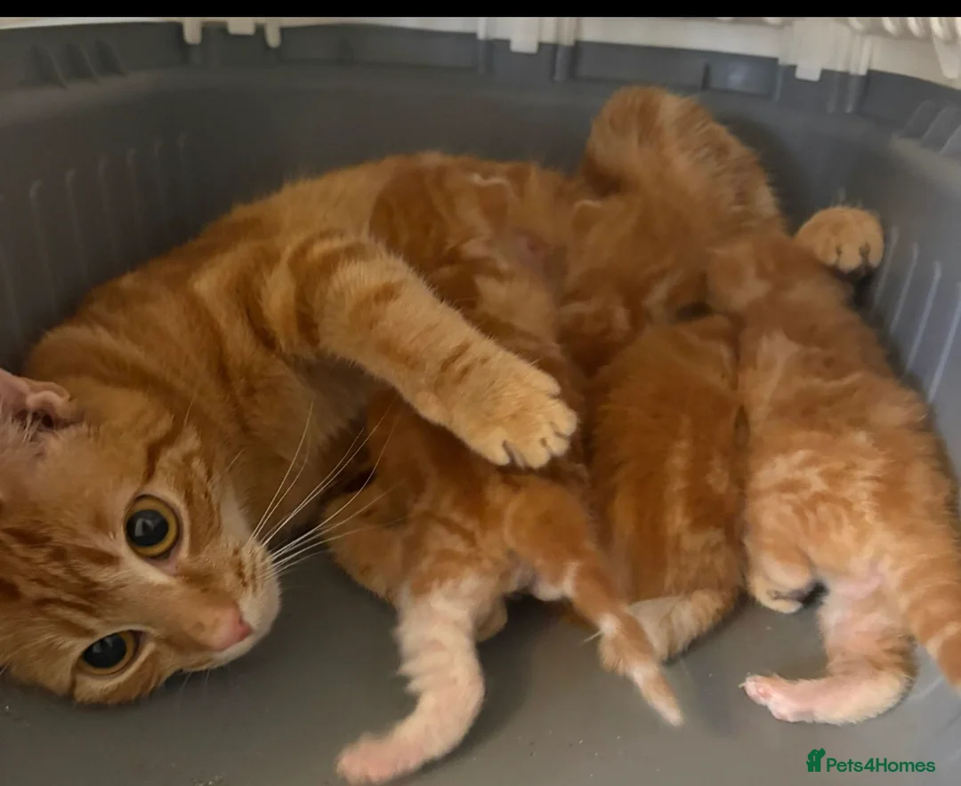 Mixed Breed cats for sale: Female ginger kittens - Advert 1