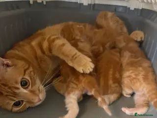 Mixed Breed cats Female ginger kittens - Advert 1