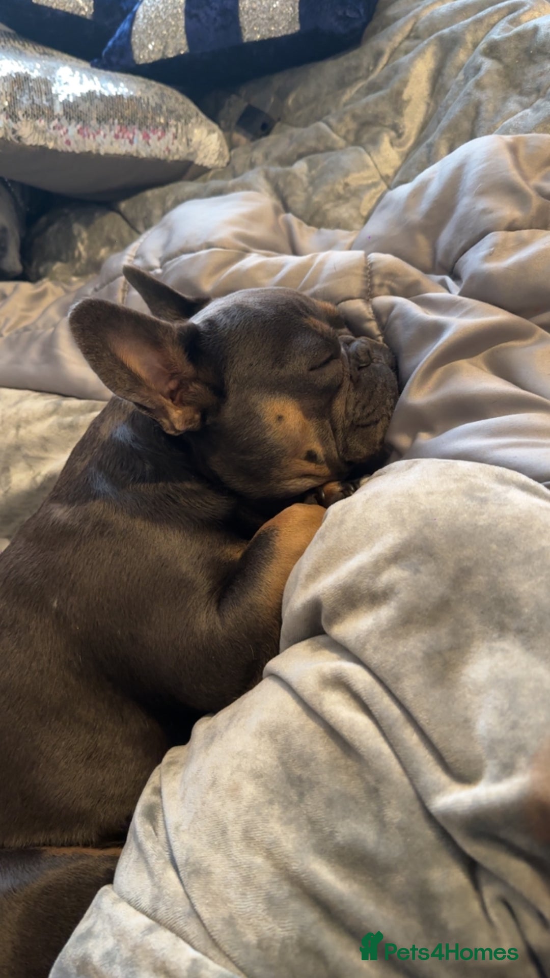 French Bulldog dogs for sale: 4 year old French bulldog - Image 1