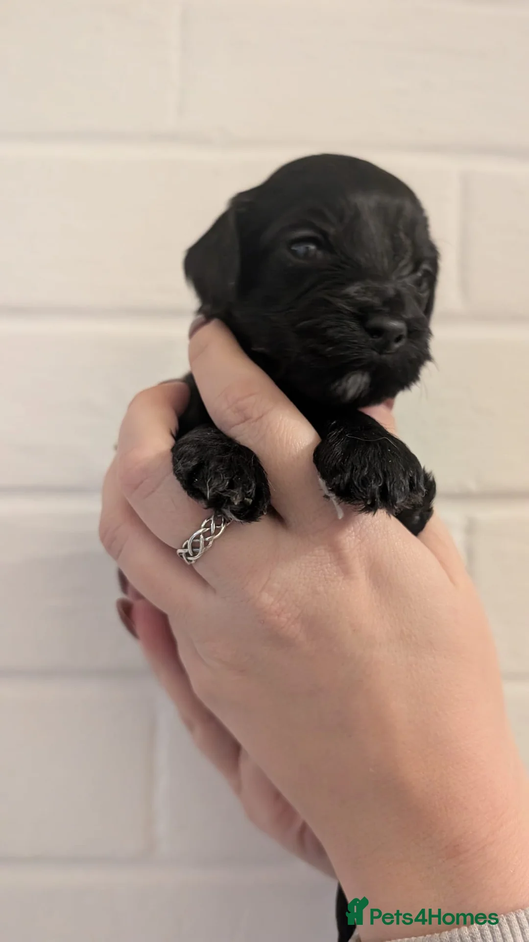 Cockapoo dogs for sale: Cockapoo puppies - Advert 12