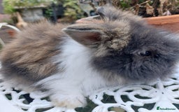 Angora rabbits for sale: STUNNING TEDDYWIDDER BABIES  - Image 2