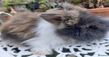 Angora rabbits - Advert 3