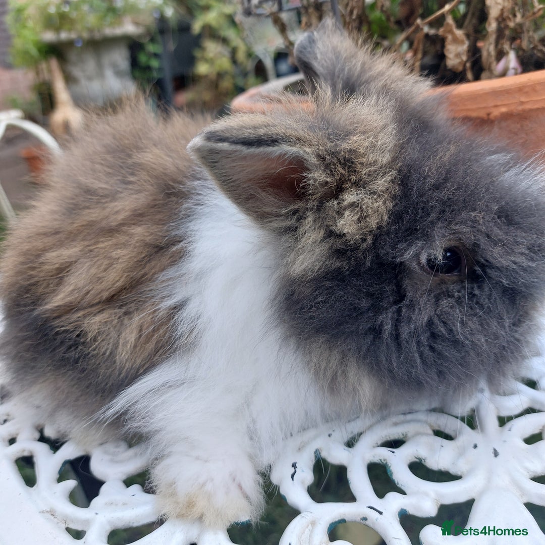 Angora rabbits for sale: STUNNING TEDDYWIDDER BABIES  - Image 2