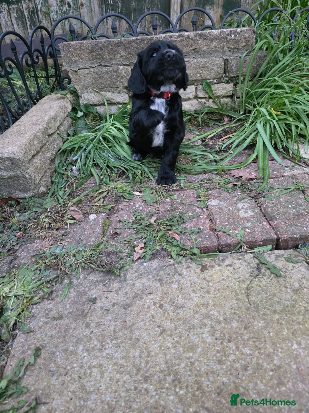 Cocker Spaniel dogs for sale: last puppy (girl) of the Working Cocker Spaniel - Advert 5