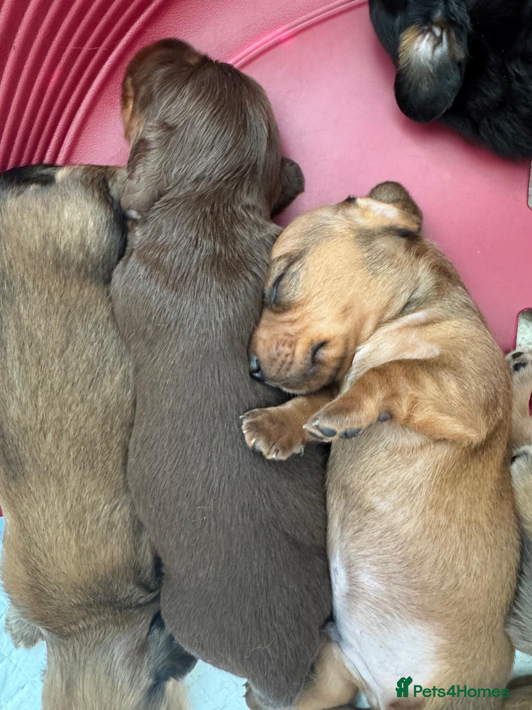 Dachshund dogs for sale: Miniature dachshunds for sale  - Image 2