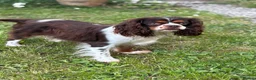 Cavalier King Charles Spaniel dogs for sale: 🐶 Health tested Cavalier King Charles Puppies 🐶  - Advert 22