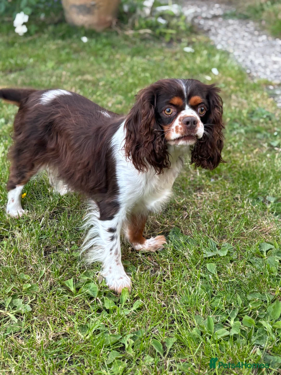 Cavalier King Charles Spaniel dogs for sale: 🐶 Health tested Cavalier King Charles Puppies 🐶  - Advert 22