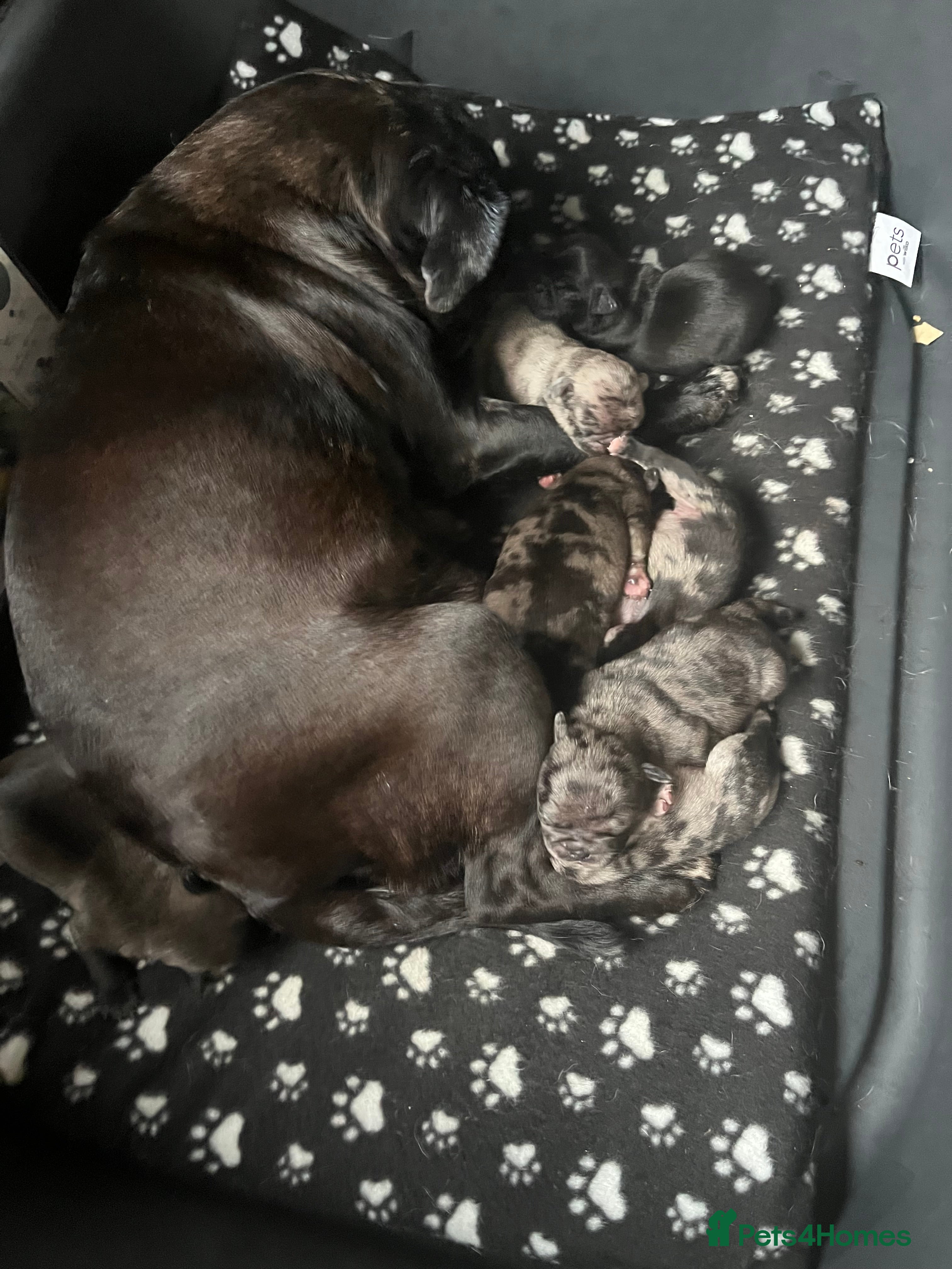 Pug dogs 1x Male Merle Pug Puppy - Advert 1