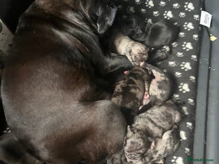 Pug dogs 1x Male Merle Pug Puppy - Advert 1