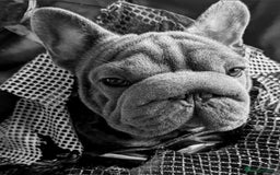 French Bulldog dogs for stud:  Elite Micro  Blue Frenchie Stud - Image 9