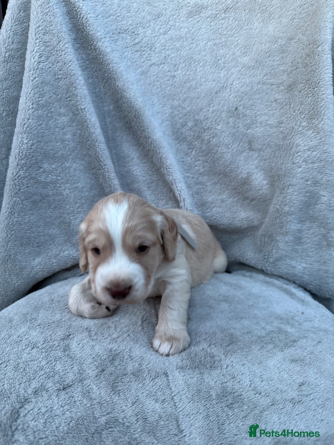 Cocker Spaniel dogs for sale: Beautiful spaniels  - Advert 14