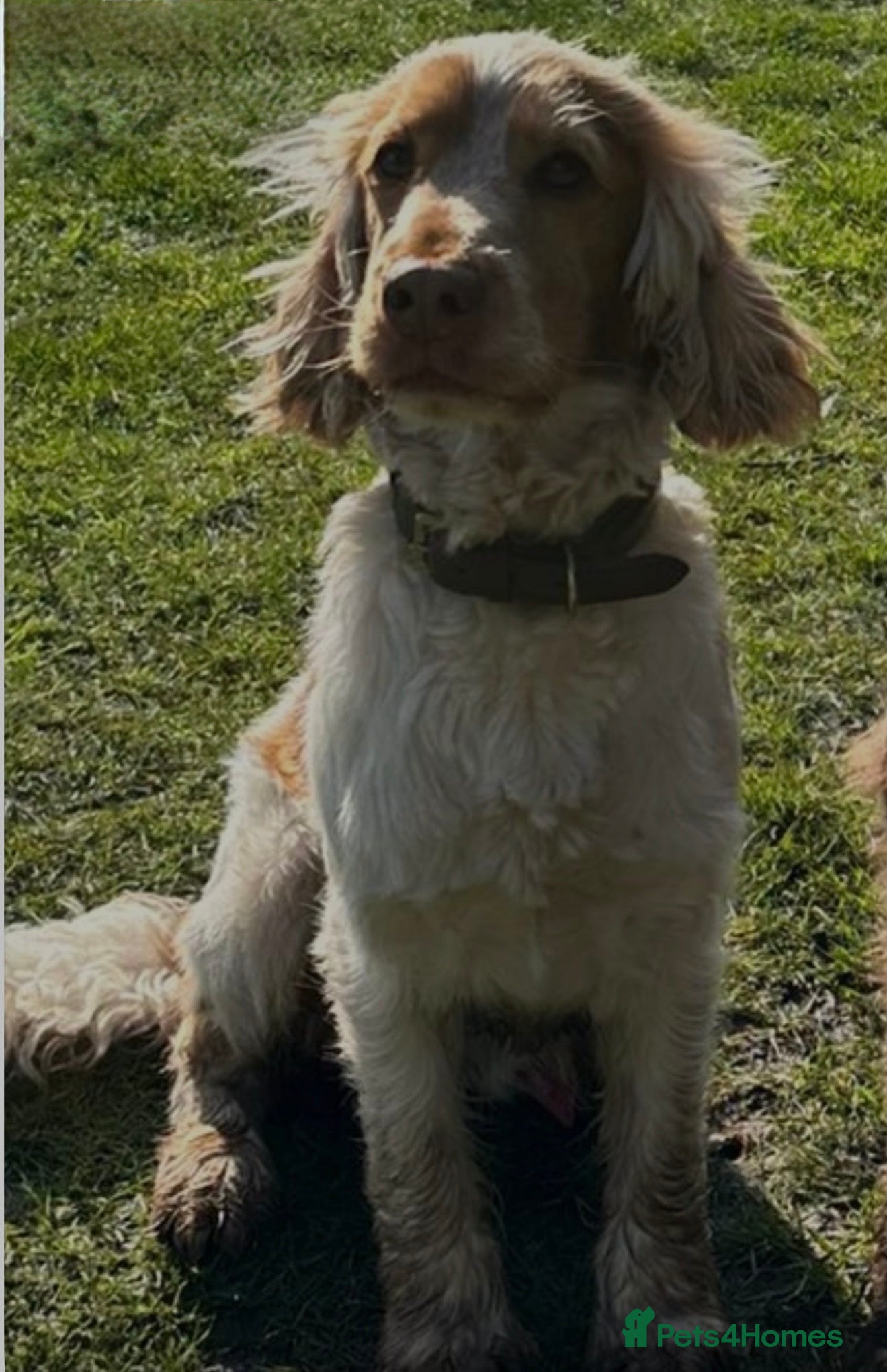 Mixed Breed dogs Beautiful Miniature Austrailian Labradoodle pups - Advert 2