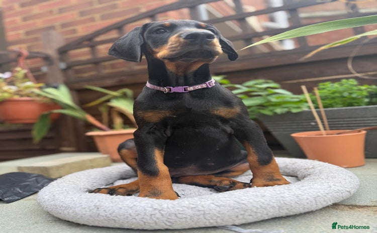 Dobermann dogs - Advert 2