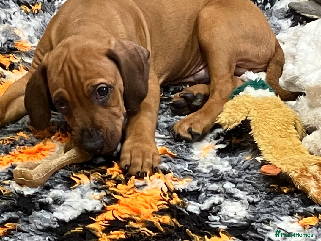 Rhodesian Ridgeback dogs for sale: *1 FRIENDLY, LOVING BOY LEFT*READY TO TAKE HOME - Advert 4