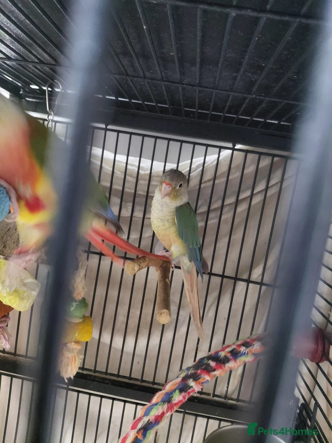 Conures birds for sale: Hand Reared Green Cheek Conure Pair in Huddersfield - Advert 7