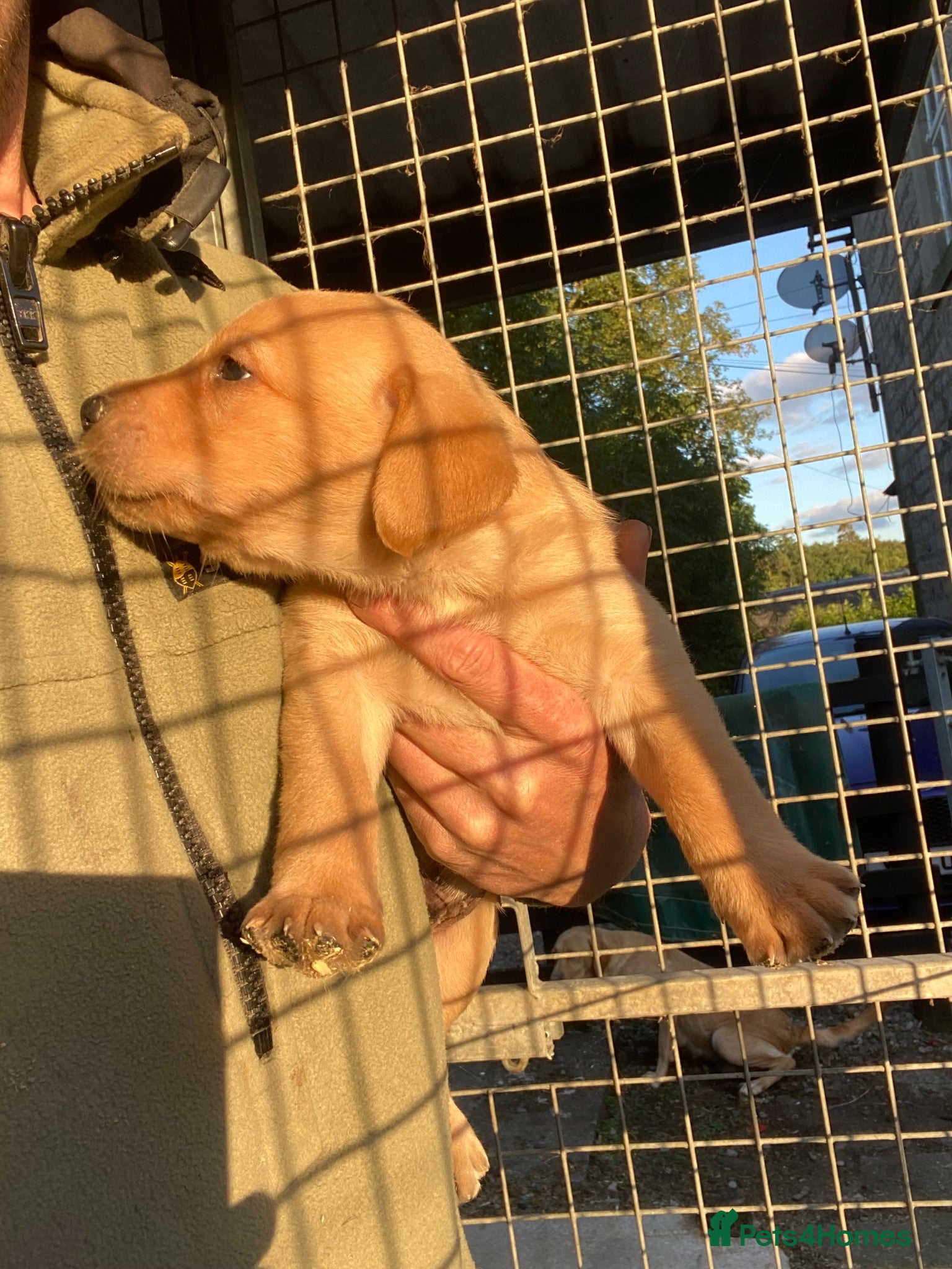 Labrador Retriever dogs Fantastic mixed litter red/yellow labs - Advert 1