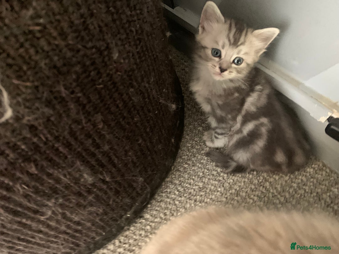 Burmese cats for sale: Burmese xBritish Kittens  - Image 3