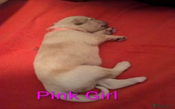 Mixed Breed dogs for sale: Golden Shepherd puppies  - Image 21