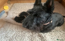 Scottish Terrier dogs for sale: Beautiful Scottish Terrier puppies  - Image 4