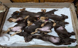 Cocker Spaniel dogs for sale: 3 Girls Looking For Loving Homes - Image 17