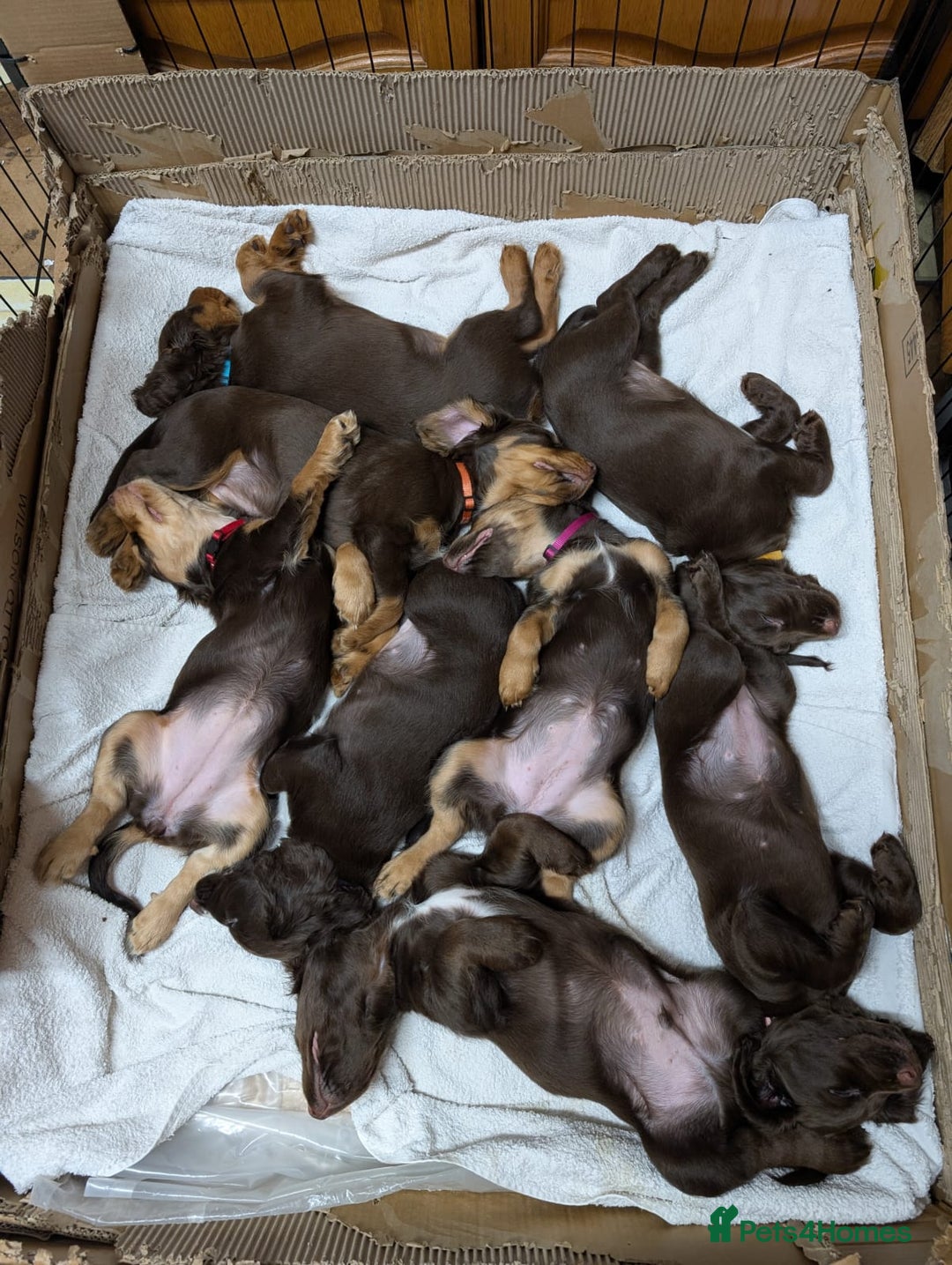 Cocker Spaniel dogs for sale: 3 Girls Looking For Loving Homes - Image 17