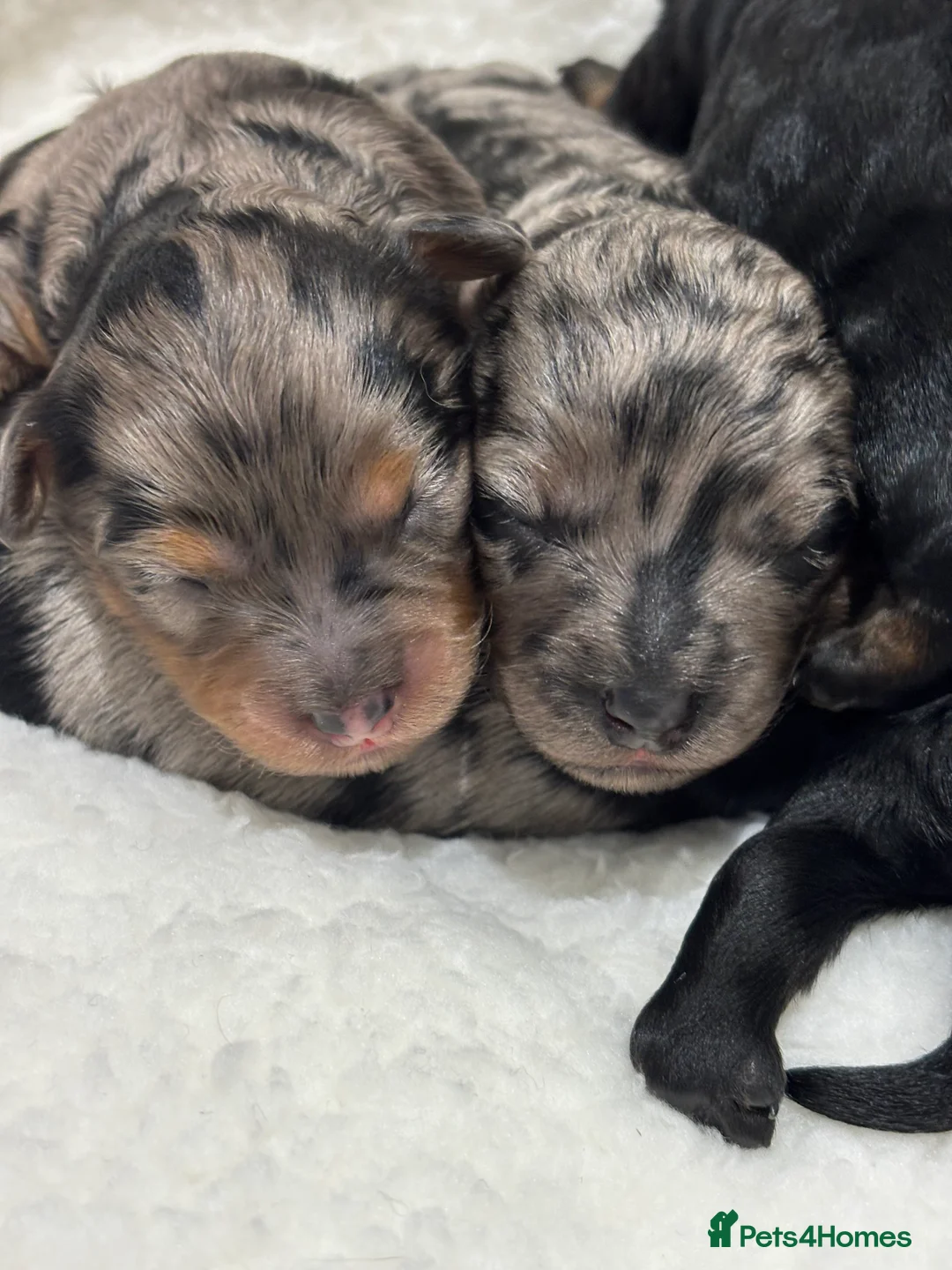 Maltipoo dogs for sale: 💎 Adorable Maltipoo Puppies ❤️ - Advert 4