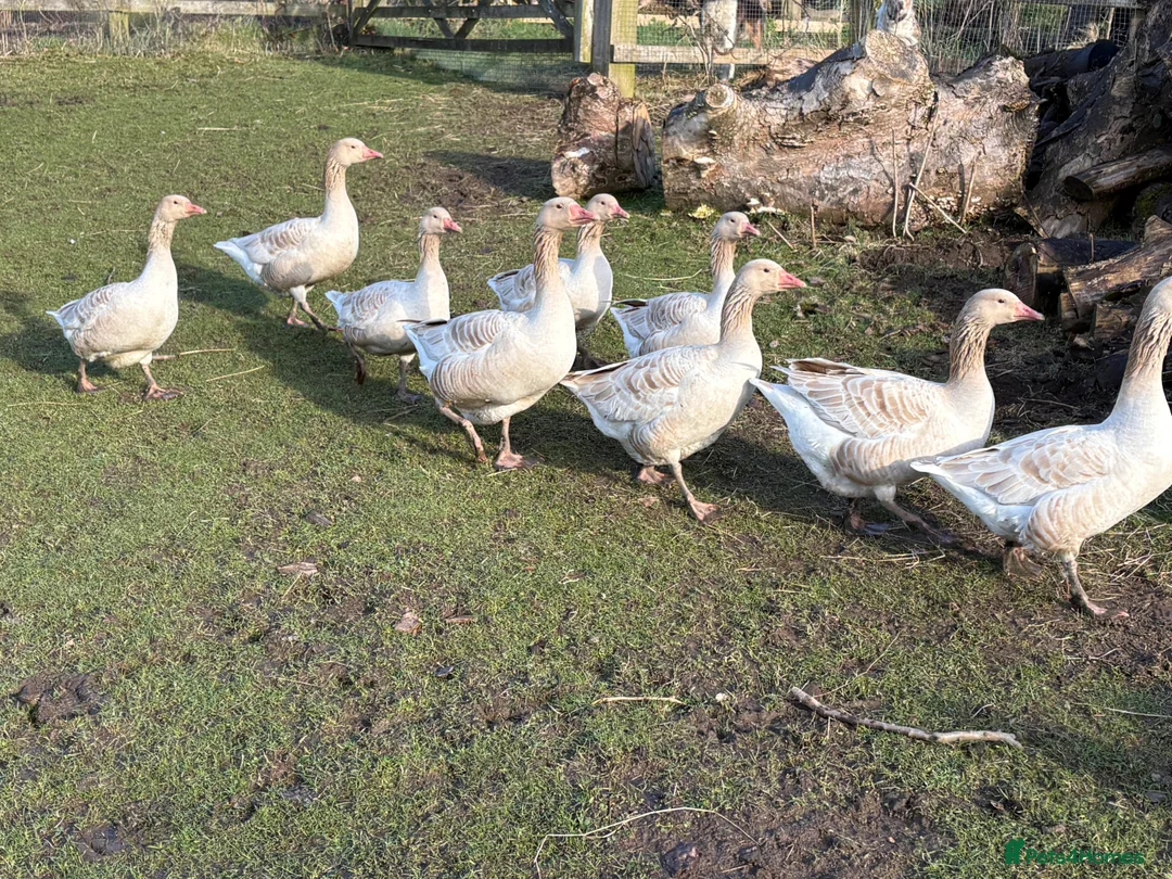 Geese poultry for sale: Brecon Buff Geese - Advert 2