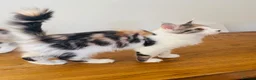Maine Coon cats for sale: Pure bred Maine coon Kittens  - Advert 14