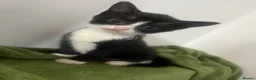 Domestic Shorthair cats for sale: 3 x Tux Kittens - Advert 5
