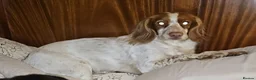 Sprocker dogs for sale: Cocker spaniel puppies due - Advert 7