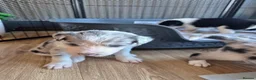 Mixed Breed dogs for sale: Beardie border x puppies - Advert 22