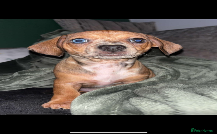 Mixed Breed dogs - Advert 6