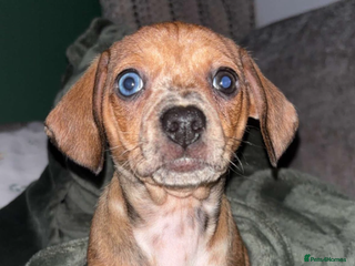 Mixed Breed dogs - Advert 1