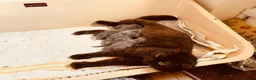 British Longhair cats for sale: Lynnaes Kissonerga (Kissy) in Newport - Advert 1