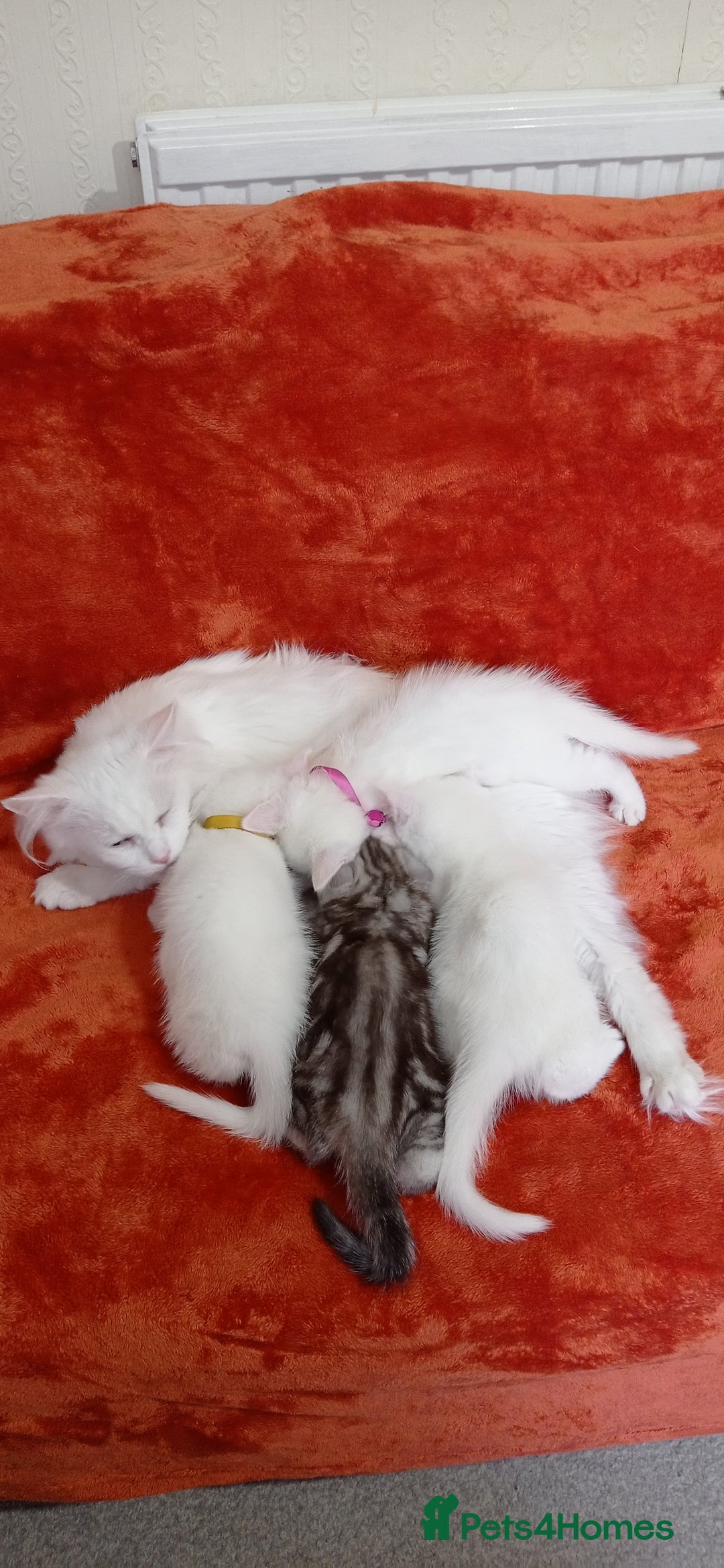 British Shorthair cats for sale: British shorthair Ragdoll mix - Advert 8