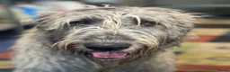 Irish Wolfhound dogs for sale: Irish wolfhound puppies for sale - Advert 3