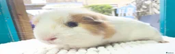Guinea Pig rodents for sale: Pair of gorgeous male guinea pigs  - Advert 3