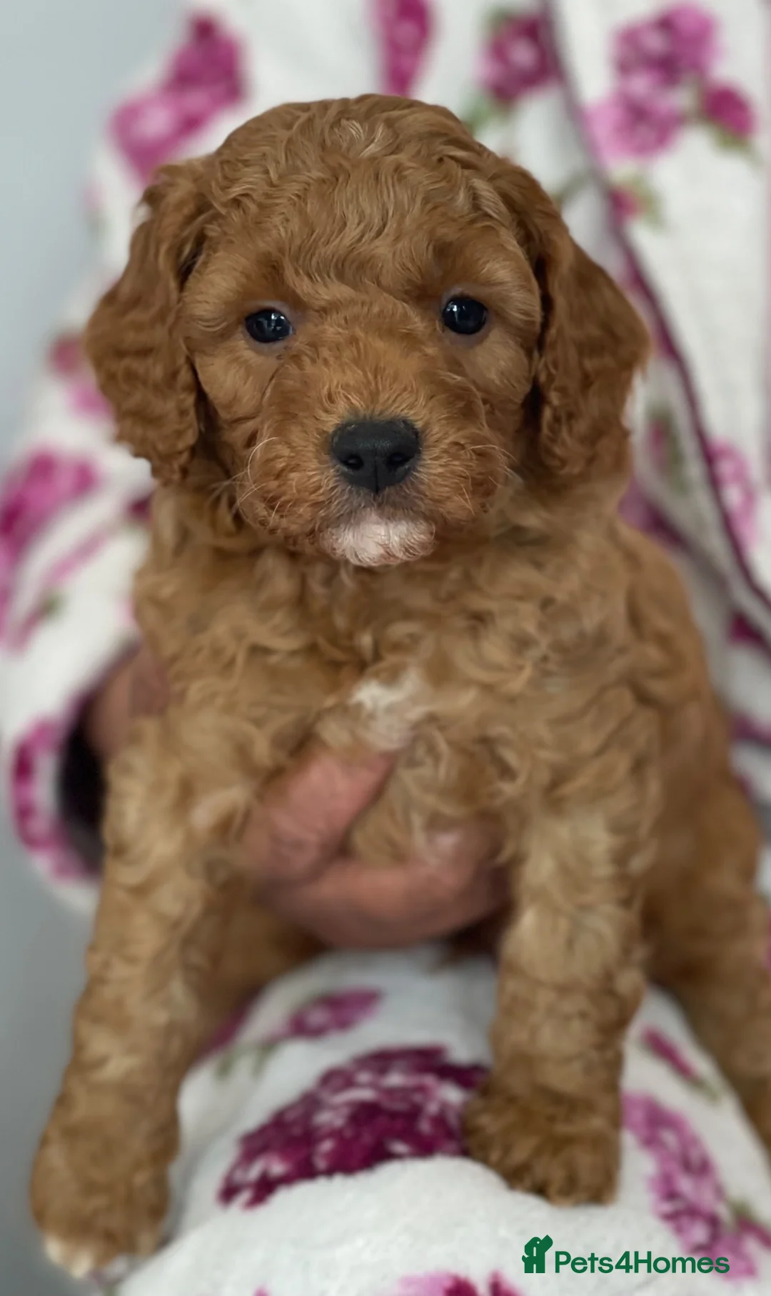Cavapoo dogs for sale: ⭐️Top Quality Health Tested Toy Cavapoo Puppies⭐️ - Advert 26