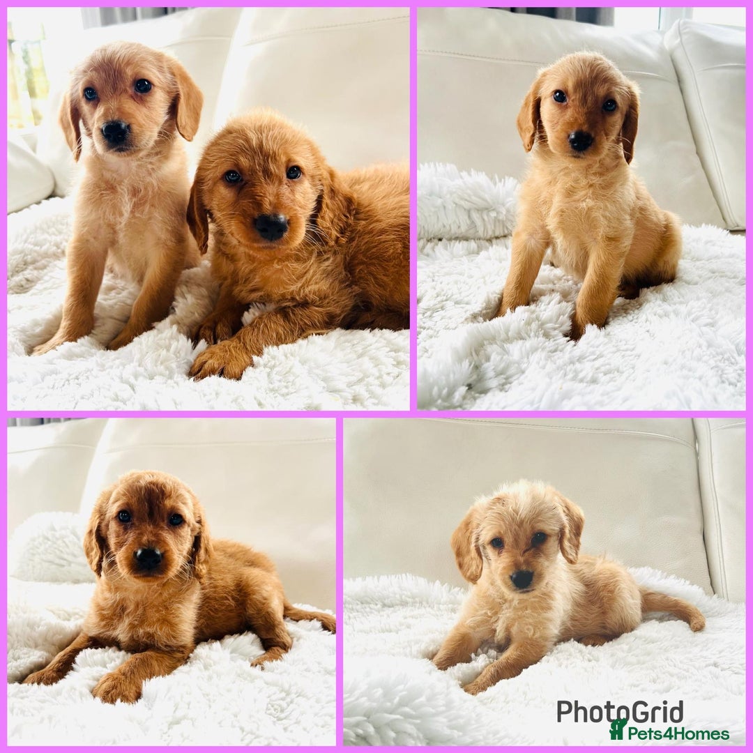 Labradoodle dogs for sale: Gorgeous F1 Labradoodle puppies  - Image 13