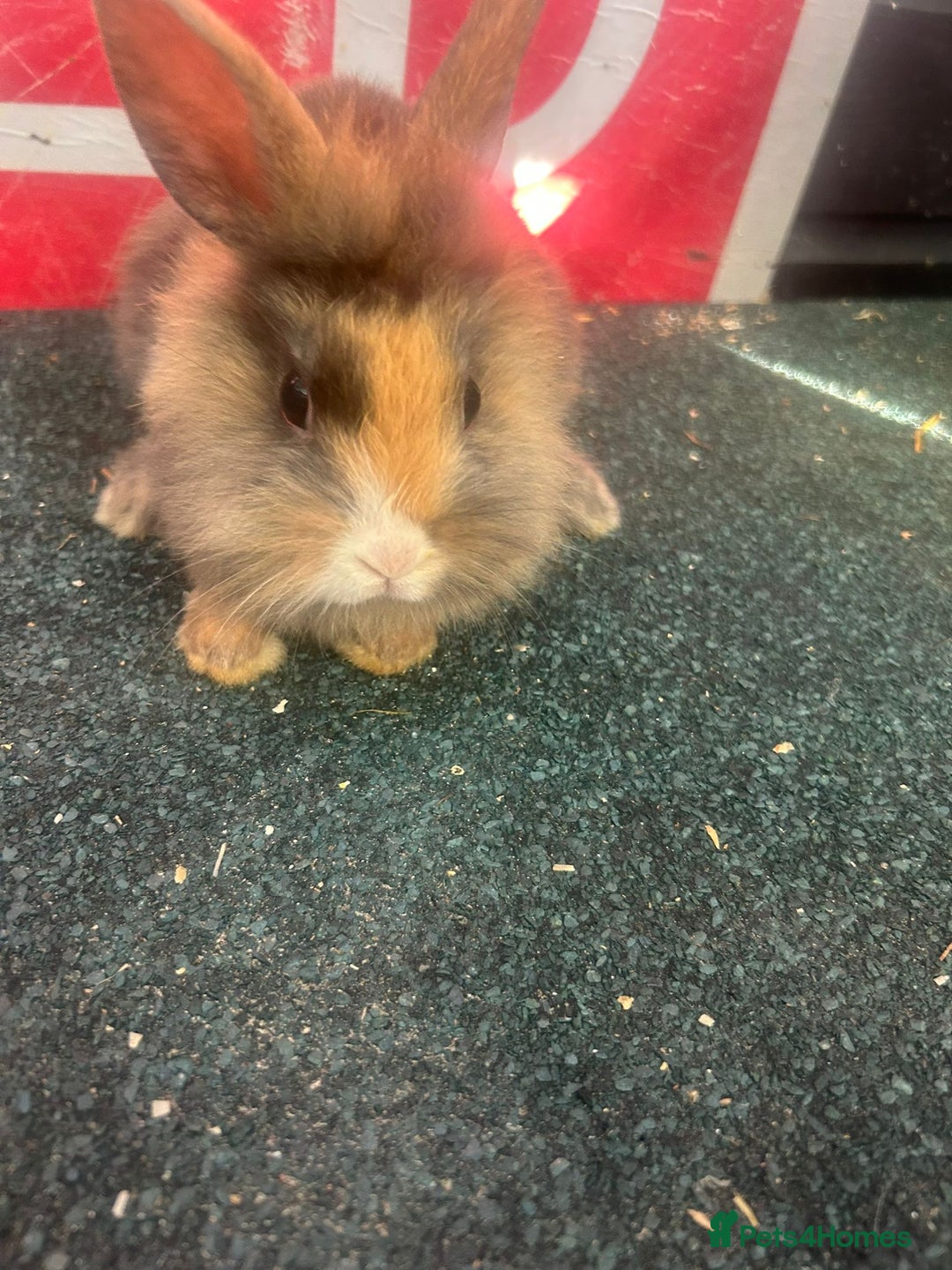 Mixed Breed rabbits for sale: 5 Lionhead and Dutch babies - Image 2