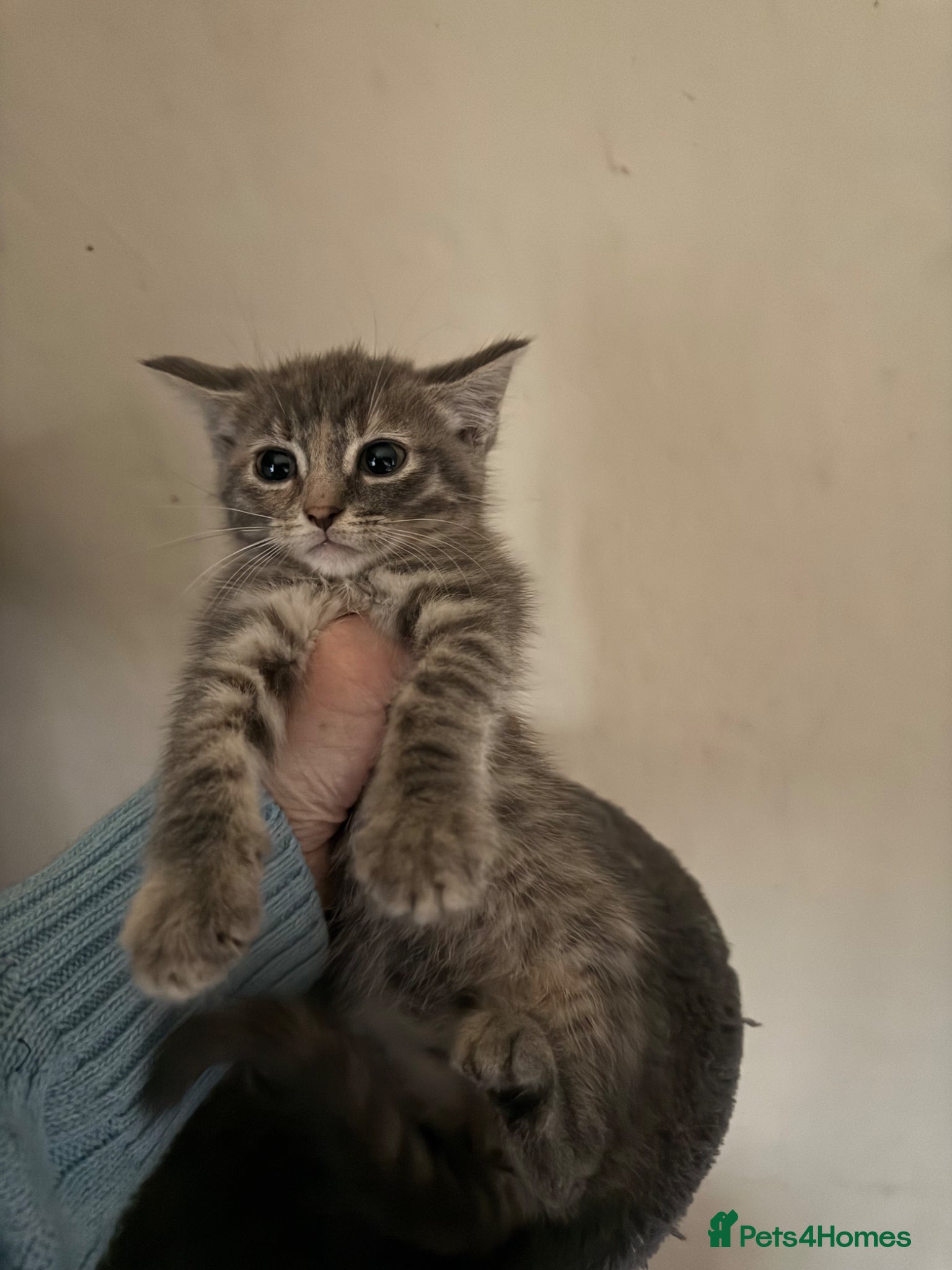 Maine Coon cats for sale: Beautiful Maine coone/British shorthair kittens  - Advert 8